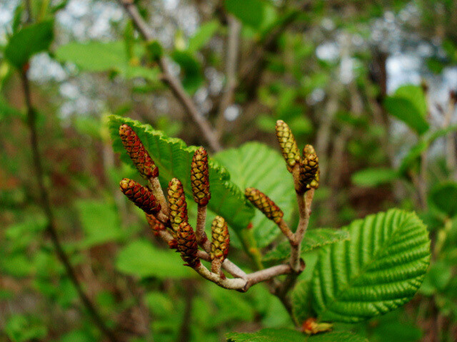 Speckled Alder (#3)