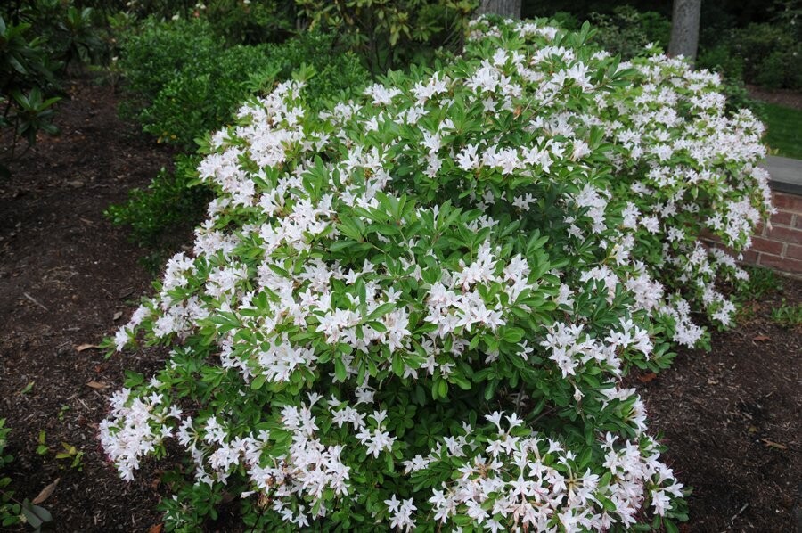 Sweet Azalea (#3)