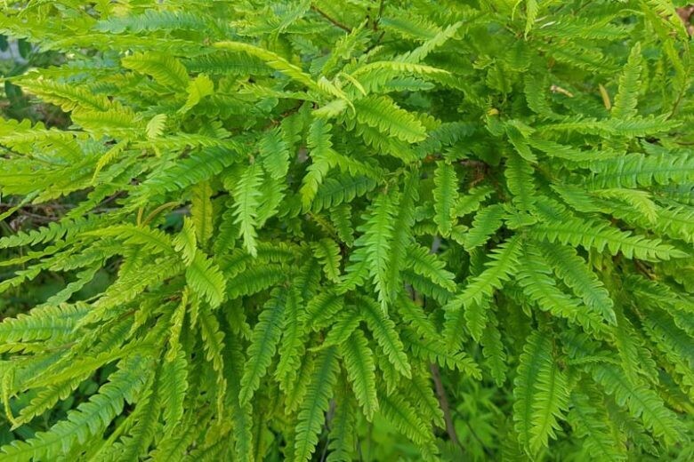 Sweetfern (#1)
