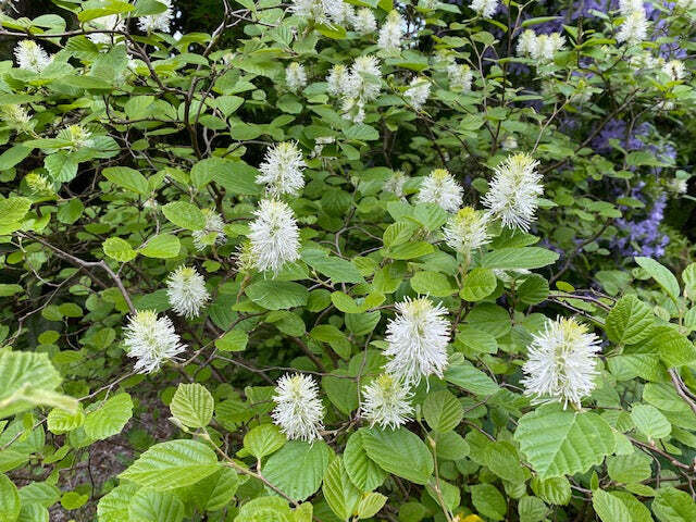 Large Fothergilla (#2)