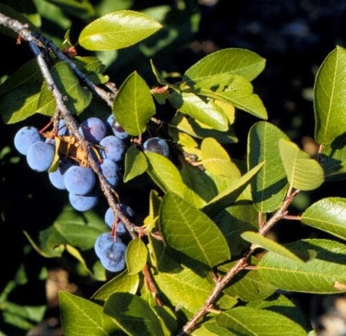 Beach Plum Conservation Grade (#3)