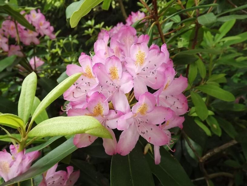 Rosebay Rhododendron (#3)