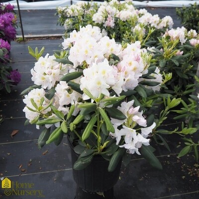 Rhododendron catawbiense &#39;Album&#39;