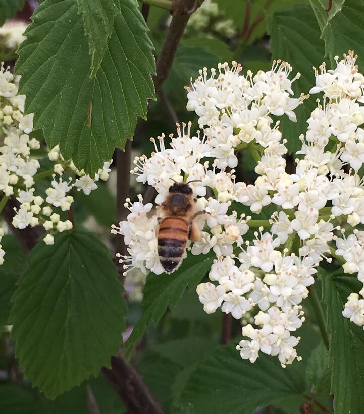 Arrowwood Viburnum (#3)