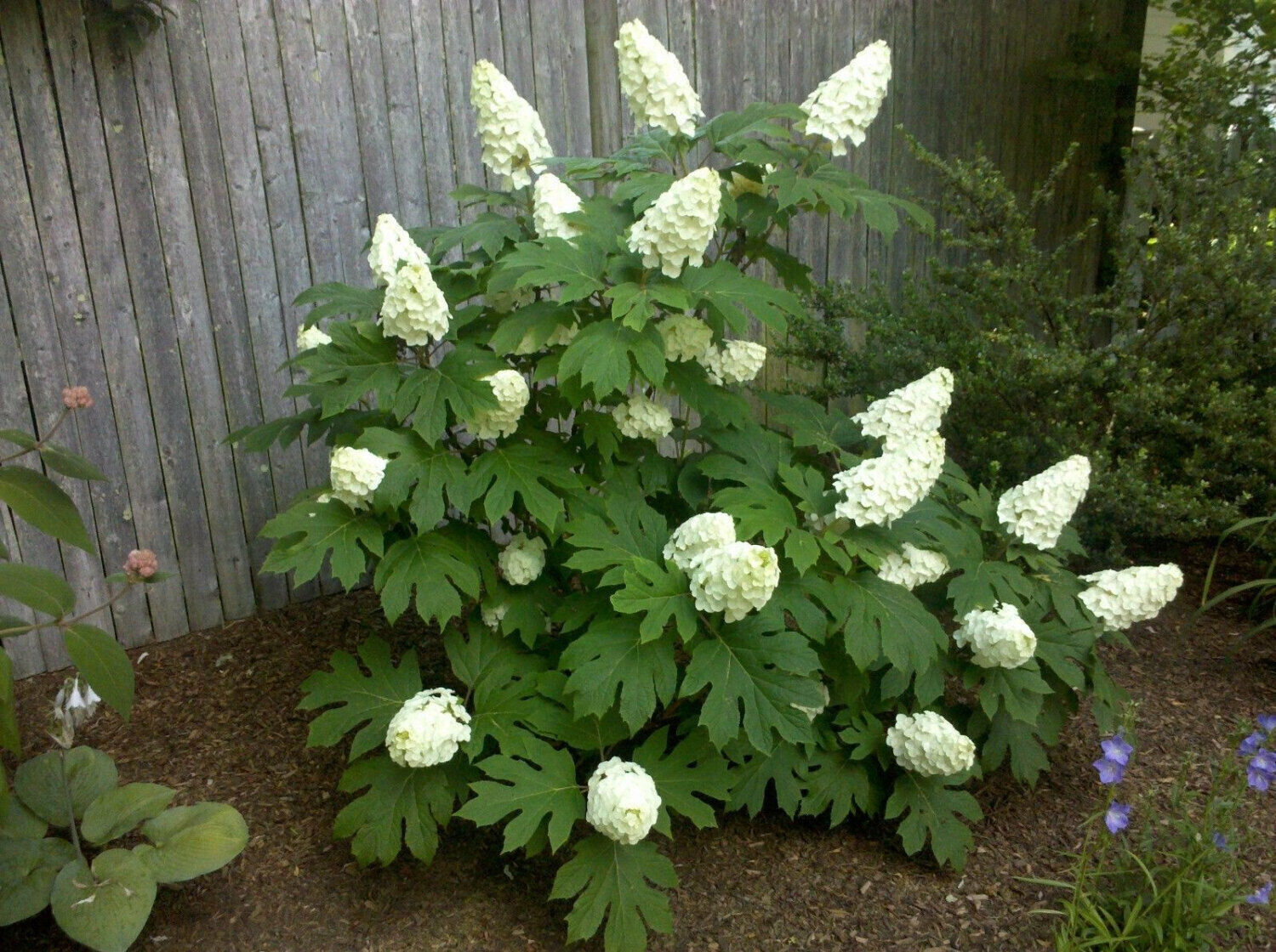 Alice Oakleaf Hydrangea (#3)