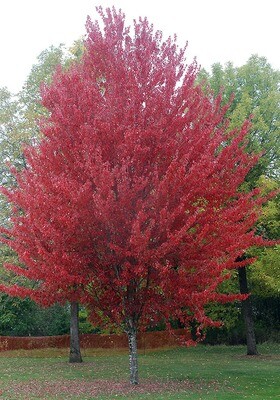 Swamp Or Red Maple (#3)