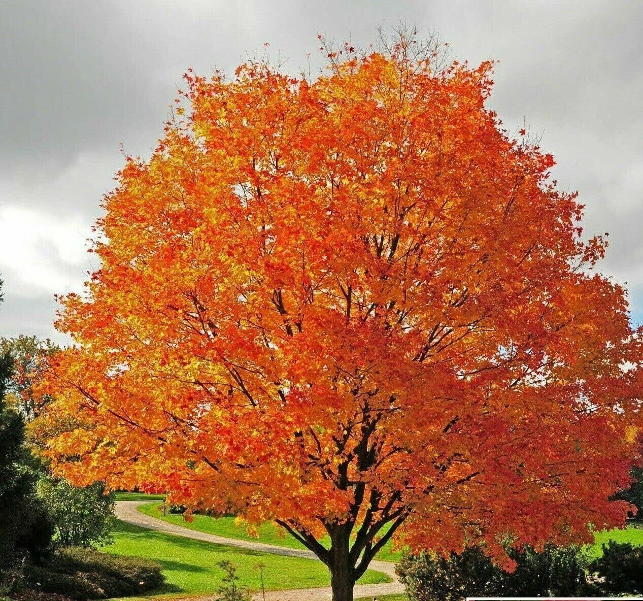 Sugar Maple (#3)