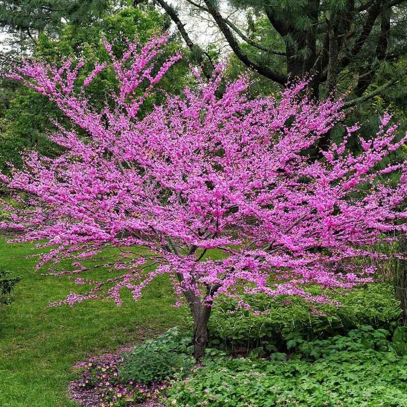 Eastern Redbud (#3)
