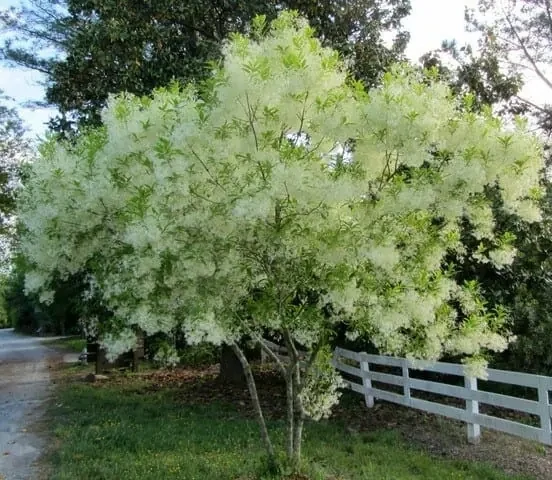 Fringetree (#3)