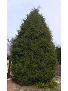 Eastern Red Cedar (#3)