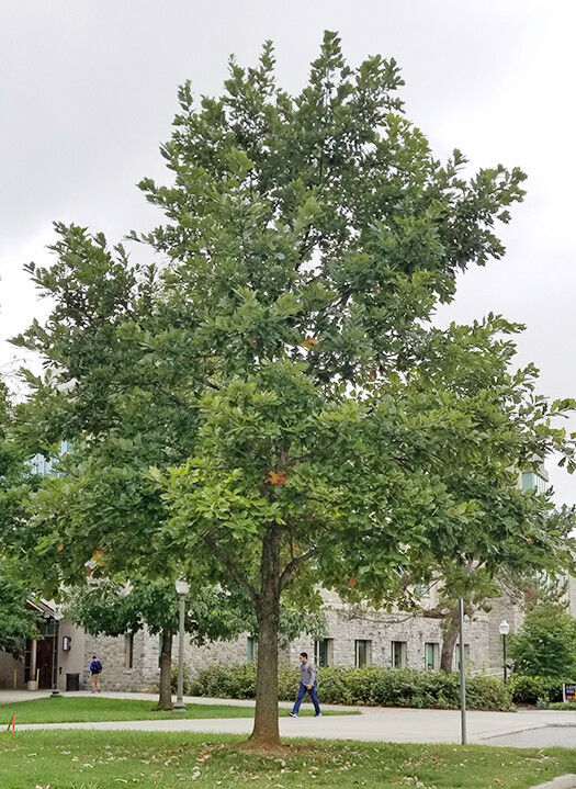 Swamp White Oak (#3)
