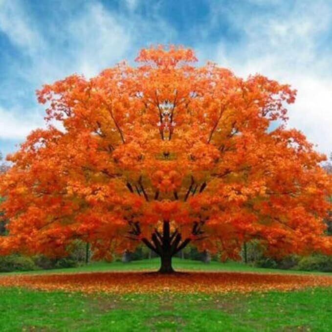 Scarlet oak (#3)