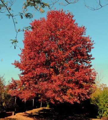 Northern Red Oak (#3) Conservation Grade