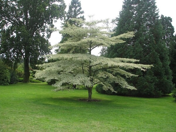 Pagoda dogwood (#2)