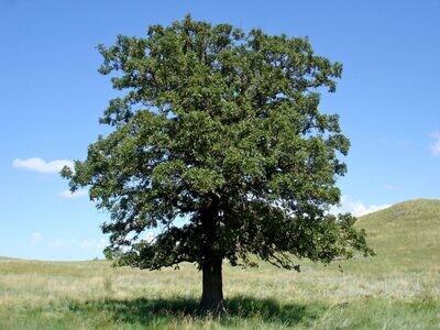 Black Oak (#2) Conservation Grade