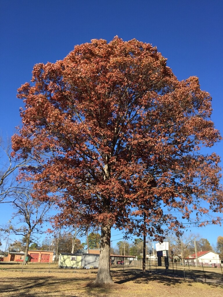 White Oak (#3)