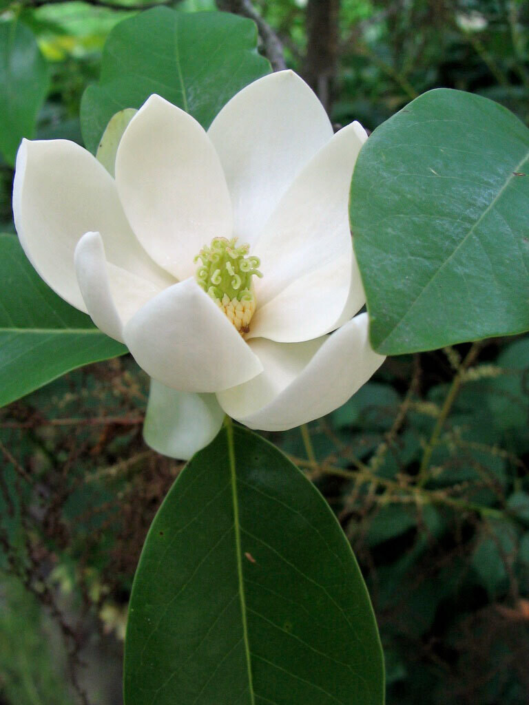 Sweet Bay Magnolia  `Moonglow`