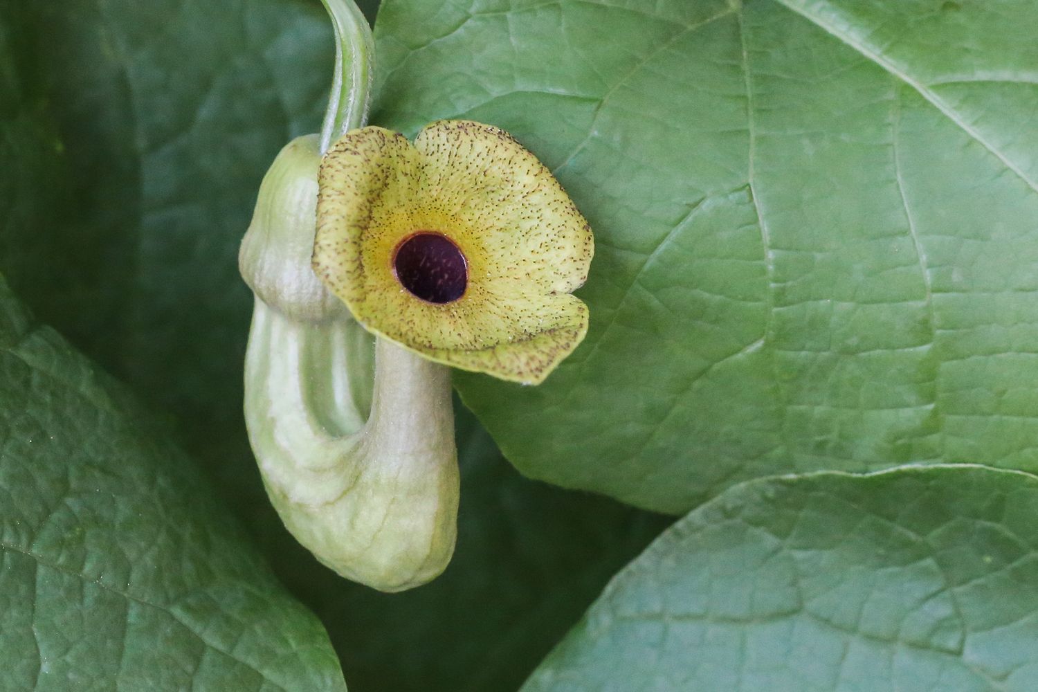 Dutchman&#39;s Pipe (#1)