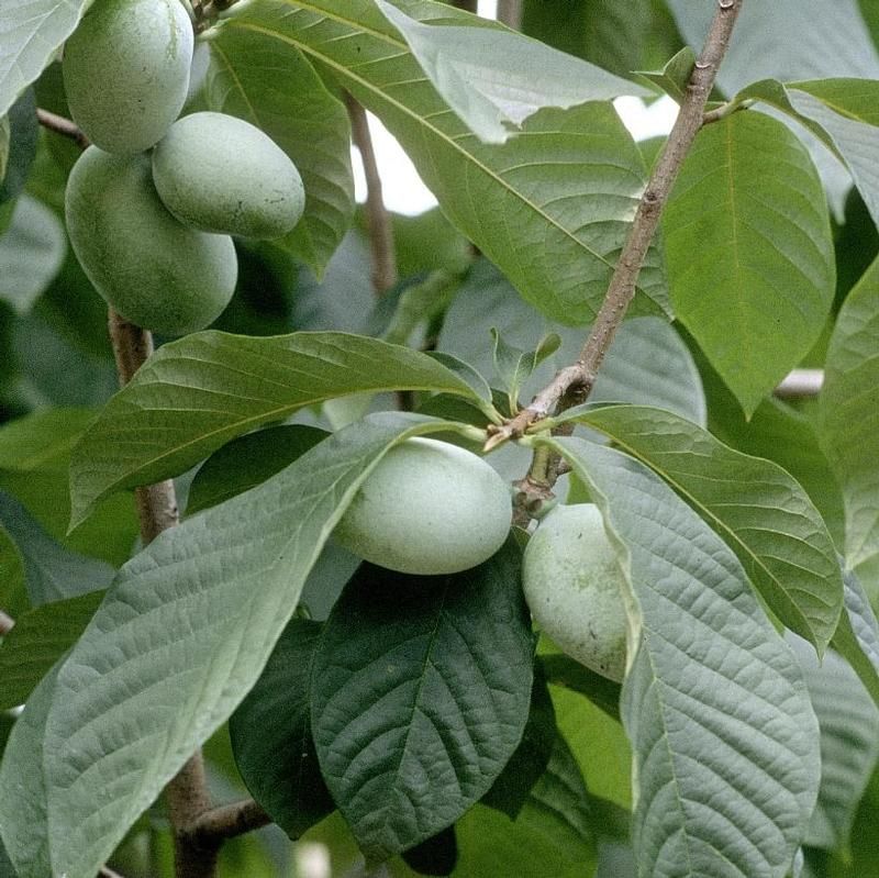 Paw Paw (#3)