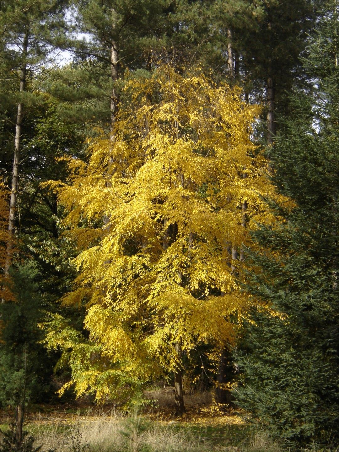 Sweet Birch (#3)