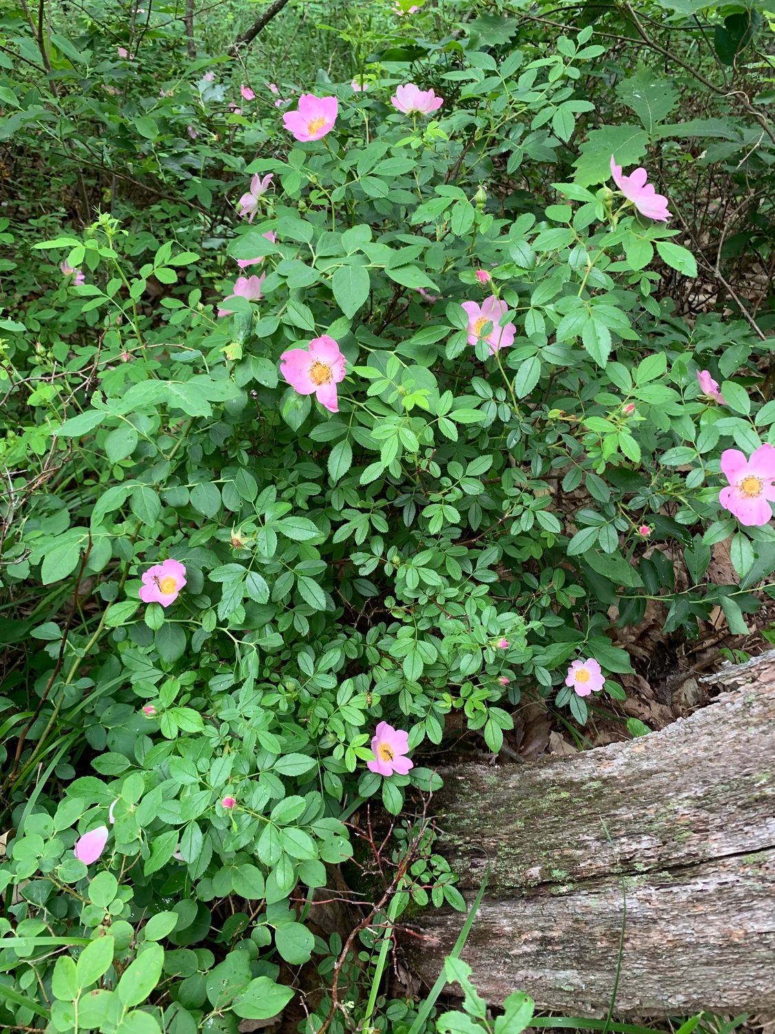 Carolina or Pasture Rose (#2)