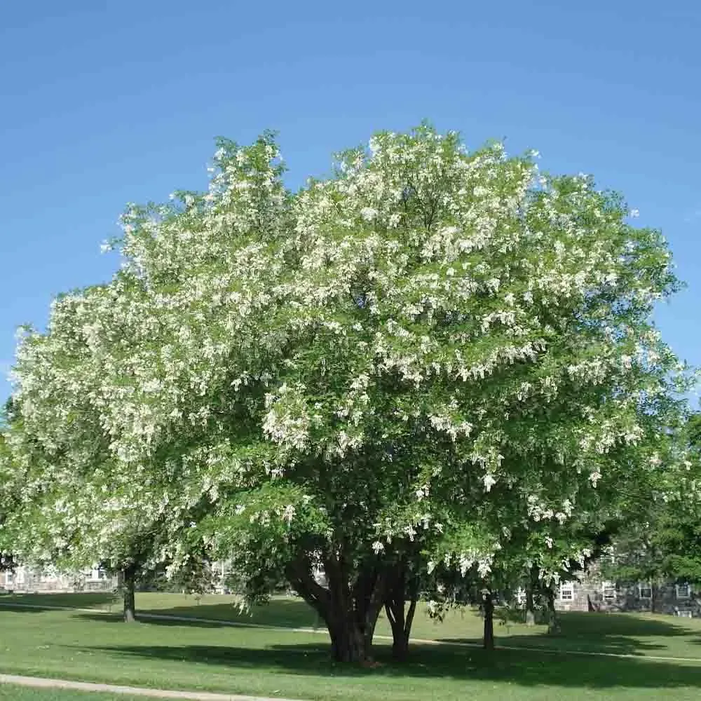 Yellowwood (#3)