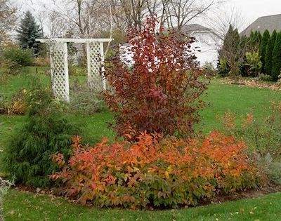 Native Shrubs and Trees Sale