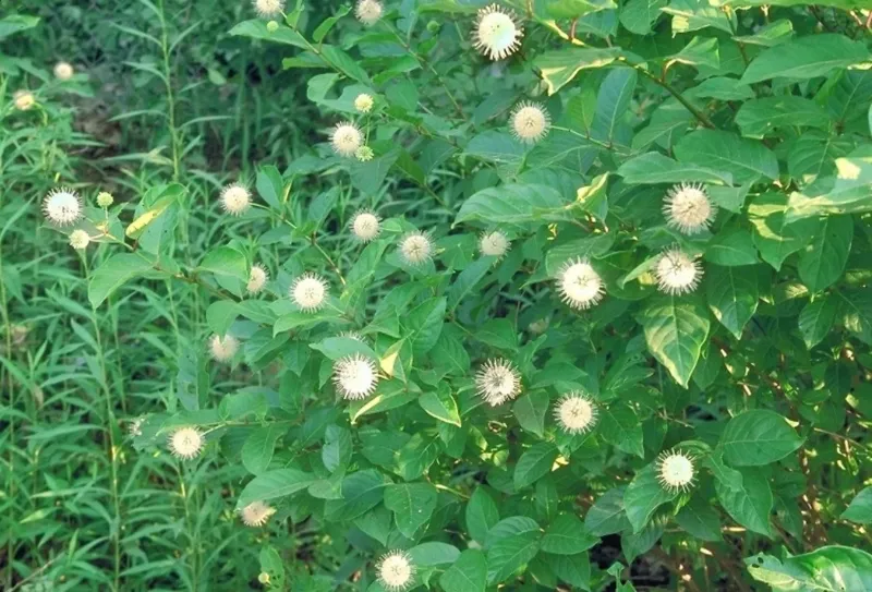 Crimson Comets Buttonbush  (#3)