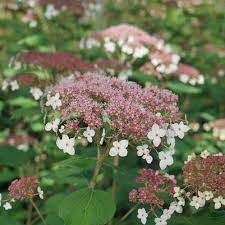 Hydrangea Pinky Pollen Ring (#3)