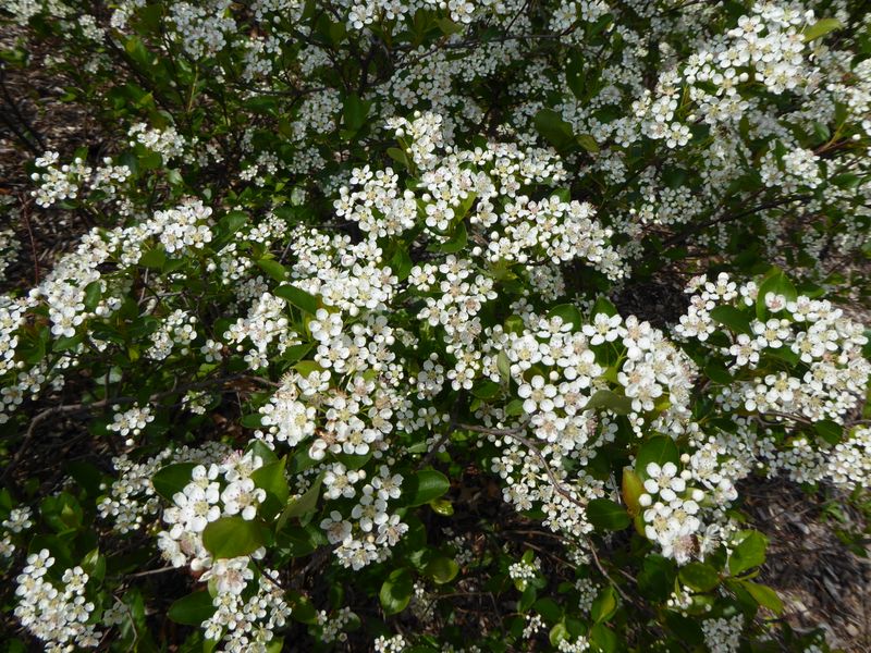 Black Chokeberry (3)