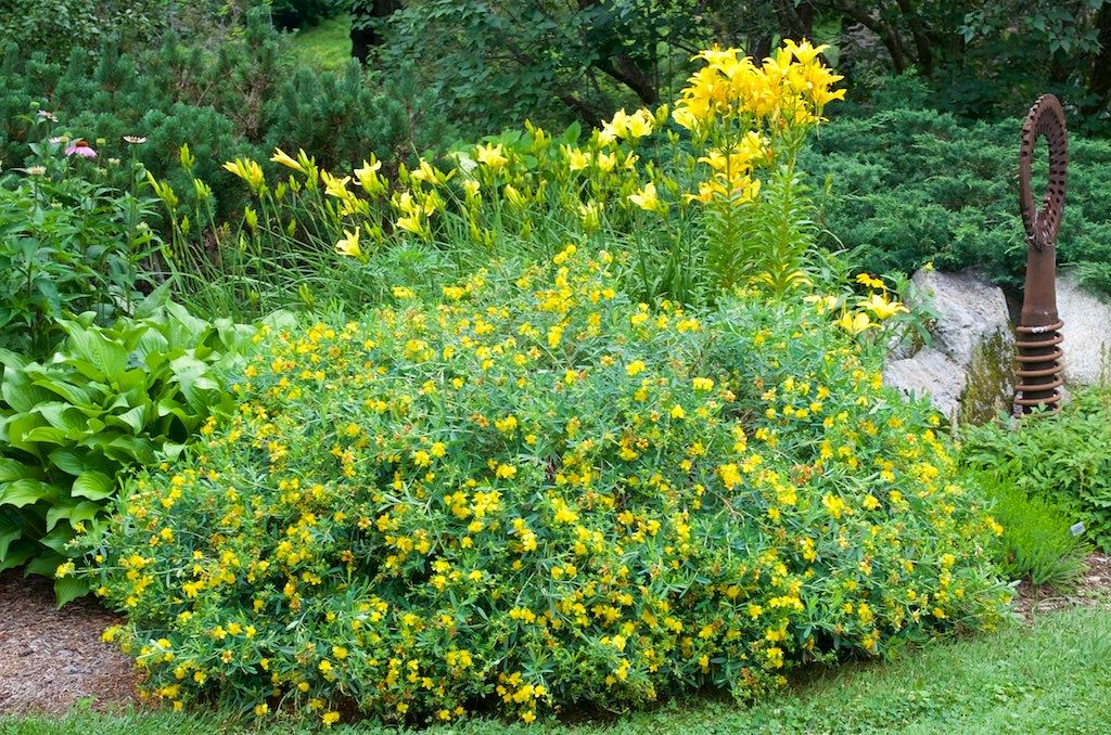 Gemo St. John's Wort (2)