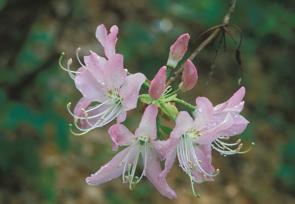Pinkshell Azalea (2)