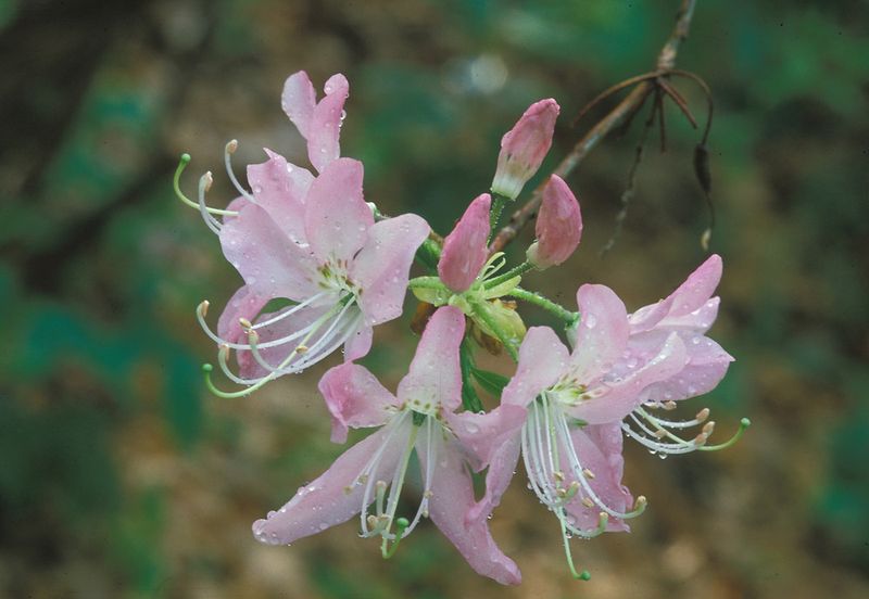 Pinkshell Azalea (2)