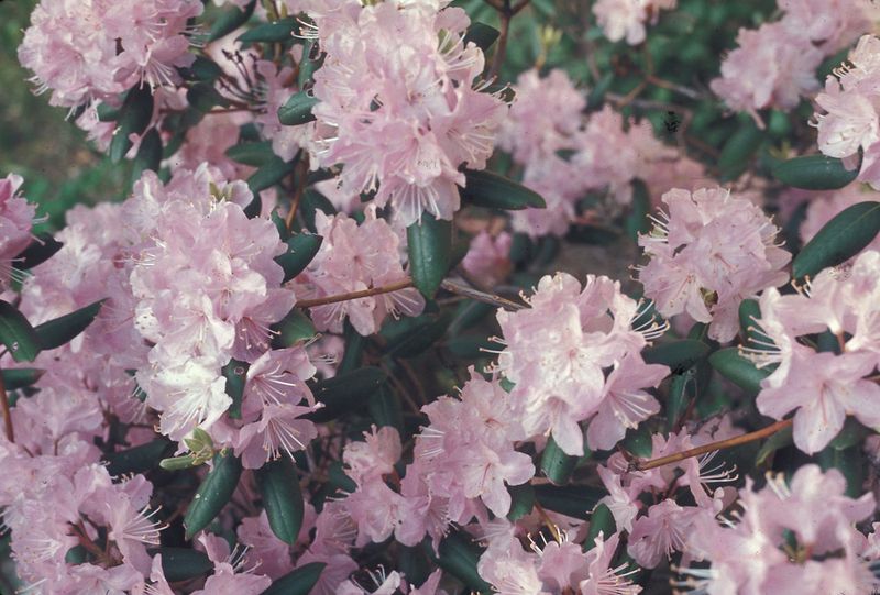 Carolina Rhododendron (2)