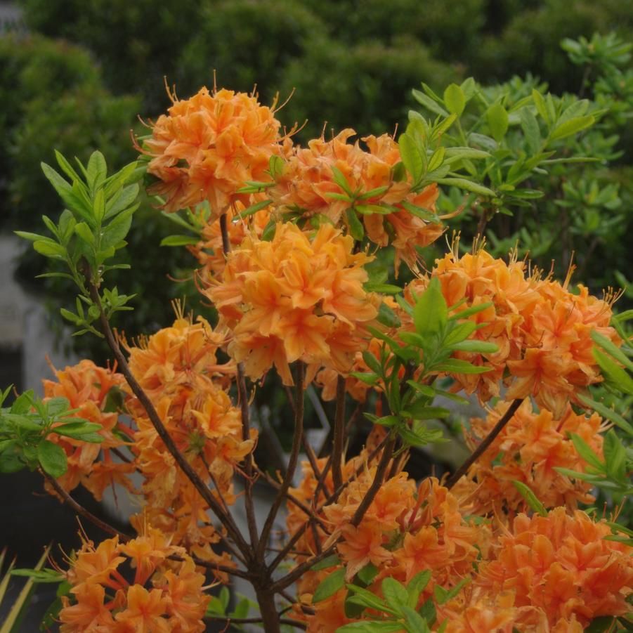 Flame Azalea (2)