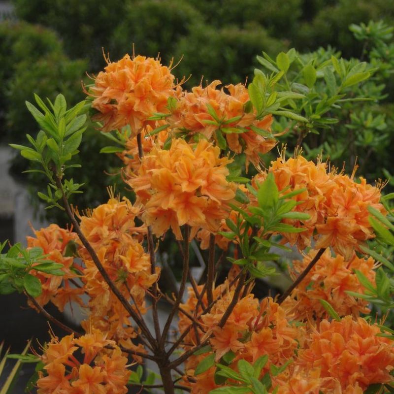 Flame Azalea (2)