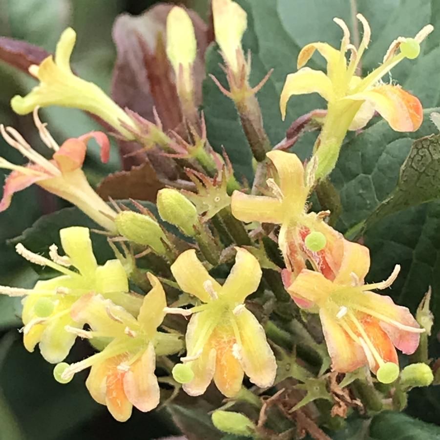 Mountain Bush Honeysuckle (3)