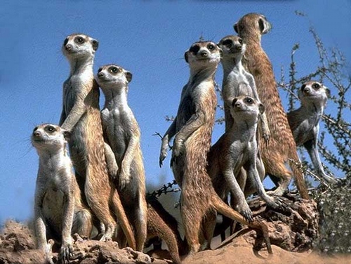 SURICATA SURICATA