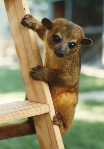 KINKAJOU