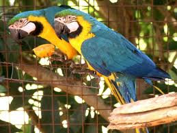 GUACAMAYO ARA ARARAUNA