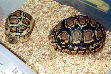 TORTUGA PARDALIS