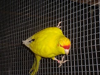 CACARIQUI