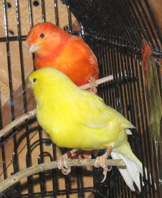 CANARIO