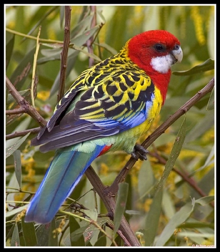 ROSELLA