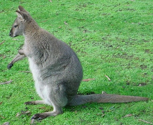 WALLABI