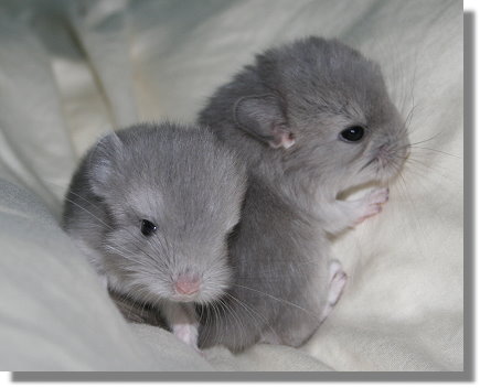 CHINCHILLA
