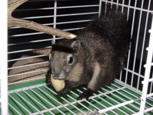 ARDILLA BICOLOR