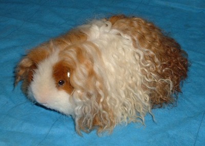 COBAYA