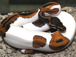PITON REAL (PHYTON REGIUS)
