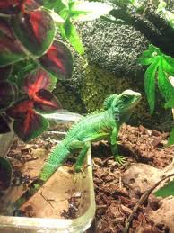 PHYSIGNATHUS COCINCINUS (DRAGON DE AGUA CHINO)